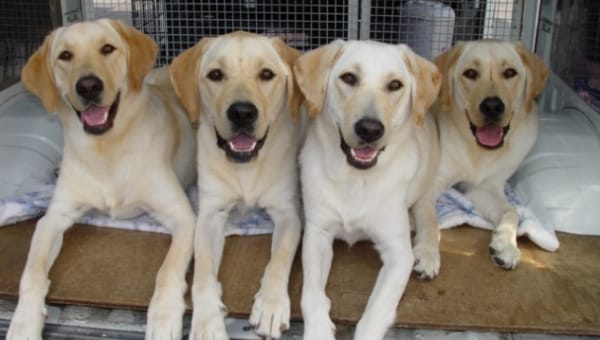 盲導犬の訓練用車両入替にご支援お願いします!