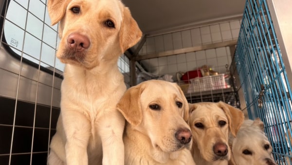 盲導犬の訓練用車両入替にご支援お願いします!