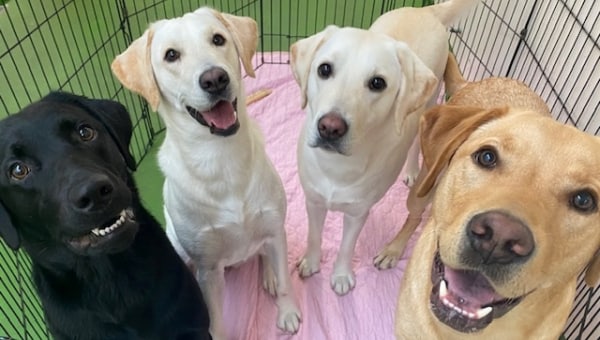 盲導犬の訓練用車両入替にご支援お願いします!