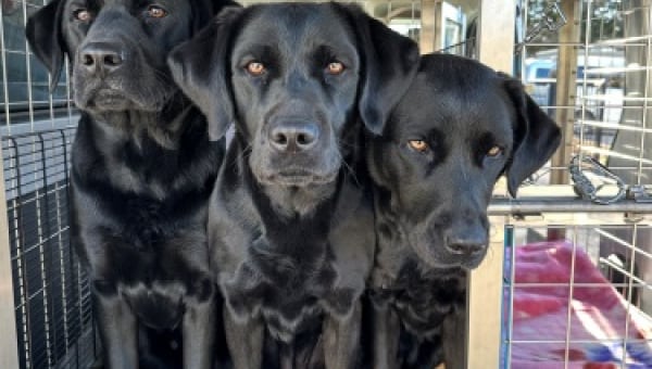 盲導犬の訓練用車両入替にご支援お願いします!