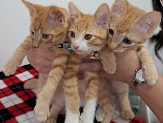 宇都宮市に収容された離乳前の子猫を救いたい!!プ…