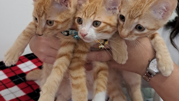 宇都宮市に収容された離乳前の子猫を救いたい!!プロジェクト2024