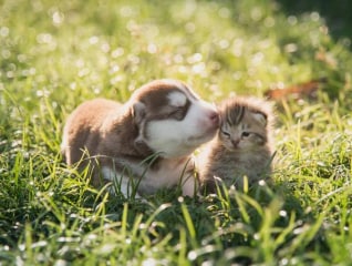 犬・猫の殺処分ゼロの維持・小さな命と向かい合う…