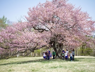 力強く大きく咲き誇っていた一本桜の、元気な姿を…