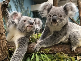 飼育頭数日本一!平川動物公園のコアラ応援プロジ…