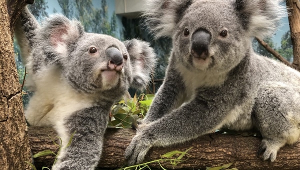 飼育頭数日本一!平川動物公園のコアラ応援プロジェクト