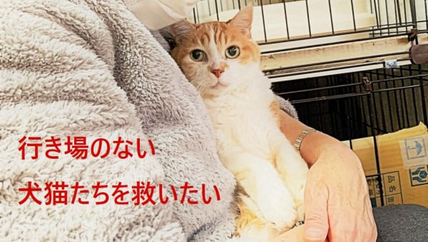 介護の現場からのSOS、残された犬猫たちを救いたい。