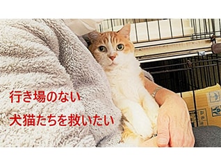 介護の現場からのSOS、残された犬猫たちを救いた…