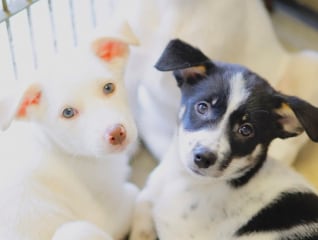 「保護犬の殺処分ゼロ」を目指してー別海町「犬の…