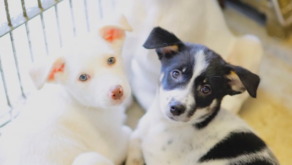 「保護犬の殺処分ゼロ」を目指してー別海町「犬の保護」支援プロジェクト