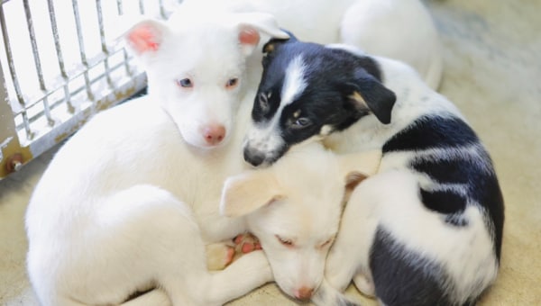 「保護犬の殺処分ゼロ」を目指してー別海町「犬の保護」支援プロジェクト