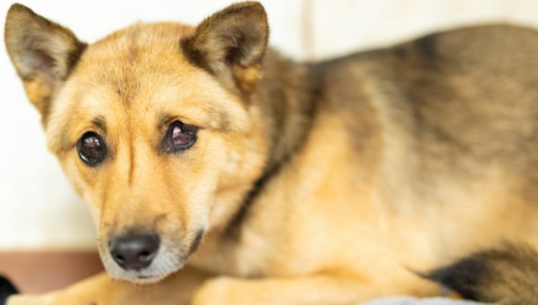 「保護犬の殺処分ゼロ」を目指してー別海町「犬の保護」支援プロジェクト