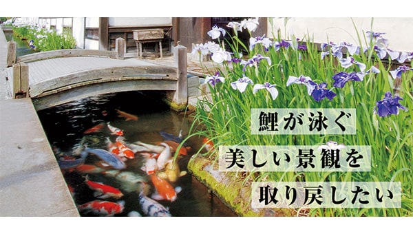 「鯉」が泳ぐ津和野の景観を未来へつなぐ『鯉プロジェクト』