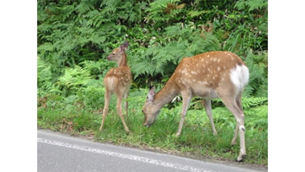 【第8弾】里山を保全し野生動物の命を守る～未来のためにいま私たちにできること～