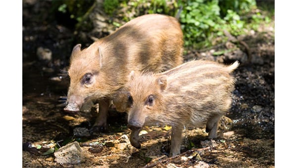 【第8弾】里山を保全し野生動物の命を守る～未来のためにいま私たちにできること～