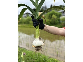 農地を蝕む竹を炭に変え土壌改良!川西市の名産にんにくを作ろう!