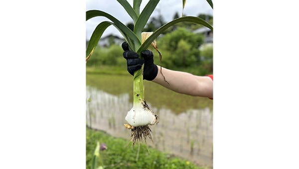 農地を蝕む竹を炭に変え土壌改良!川西市の名産にんにくを作ろう!