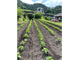 耕作放棄地を解消し地域活性化　えごまプロジェクト