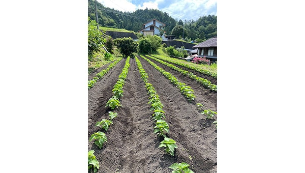耕作放棄地を解消し地域活性化 えごまプロジェクト