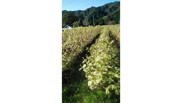 耕作放棄地を解消し地域活性化 えごまプロジェクト