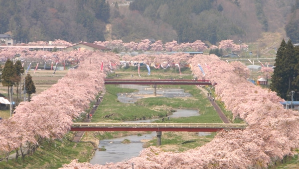 夏井千本桜を盛り上げ隊!
