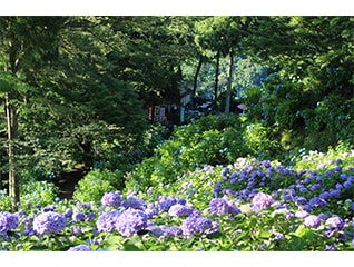 護摩堂山を親しみやすい里山に!　～里山を訪れる…