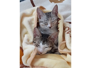 愛にゃんプロジェクト　～猫と人とが愛と幸せに満ちた共生できる町をめざして～
