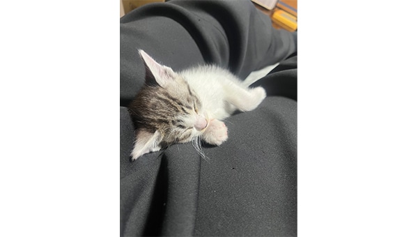 愛にゃんプロジェクト ~猫と人とが愛と幸せに満ちた共生できる町をめざして~