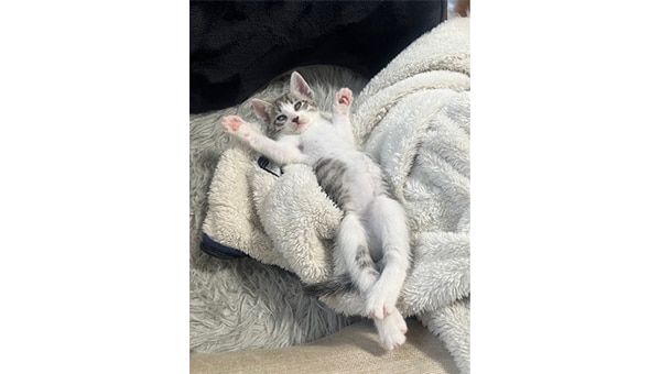 愛にゃんプロジェクト ~猫と人とが愛と幸せに満ちた共生できる町をめざして~