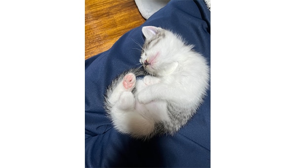 愛にゃんプロジェクト ~猫と人とが愛と幸せに満ちた共生できる町をめざして~