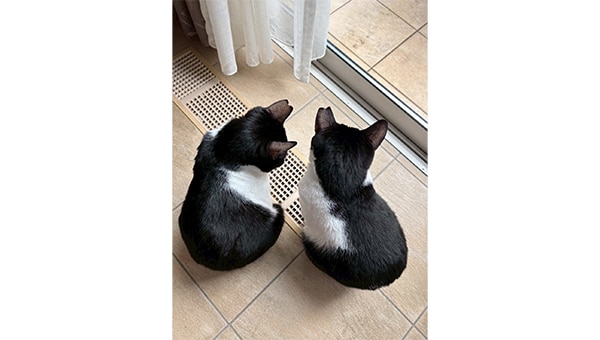 "人"と"猫"が共に暮らせる優しいまちへ~TNR活動で未来を変える~