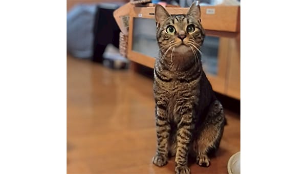 "人"と"猫"が共に暮らせる優しいまちへ~TNR活動で未来を変える~