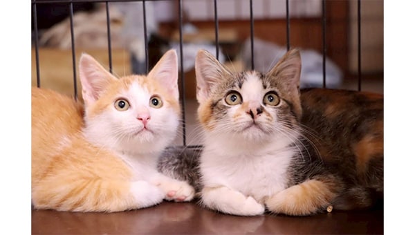 "人"と"猫"が共に暮らせる優しいまちへ~TNR活動で未来を変える~