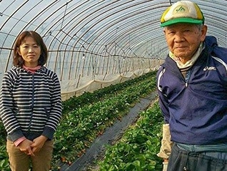きれいな水で最高級の「キンド酵素栽培イチゴ」を…