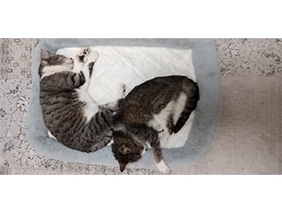 人と猫が共生する町へ。横芝光町地域猫活動支援プロジェクト!