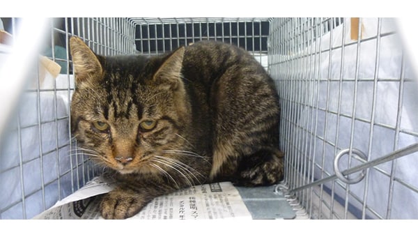 人と猫が共生する町へ。横芝光町地域猫活動支援プロジェクト!