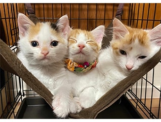 猫達を救うために!　三豊市愛され猫育成プロジェクト2025