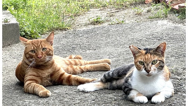 猫達を救うために! 三豊市愛され猫育成プロジェクト2025