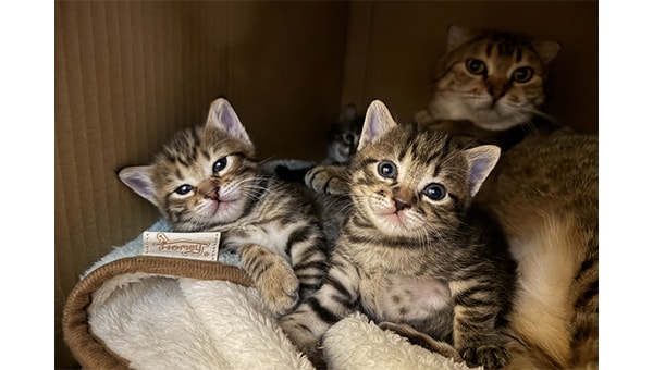 猫達を救うために! 三豊市愛され猫育成プロジェクト2025