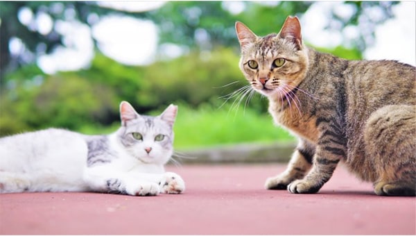 地域猫活動、多頭飼育問題防止、ペットの災害対策推進!人と動物が共生するまちづくり