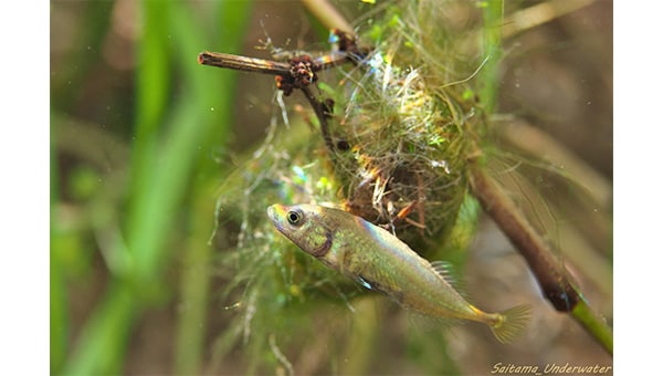 「川の国埼玉」の豊かな川を守り育む～SAITAMAリバーサポーターズ～