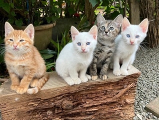 猫と人間の共生を目指す!飼い主のいない猫サポートプロジェクト