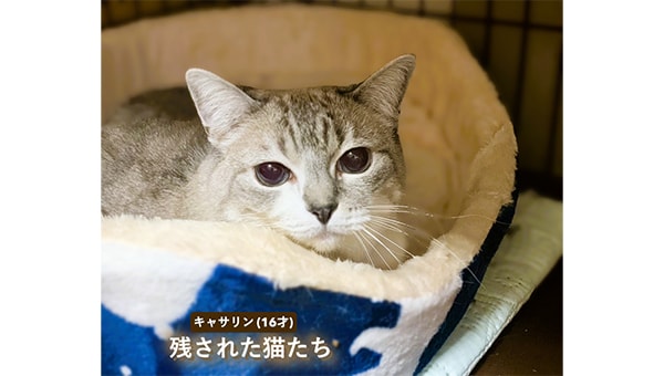 残される犬猫たちを救いたい!『高齢者とペットの安心プロジェクト』