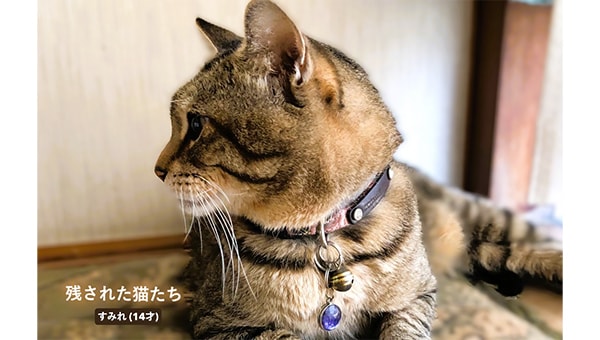 残される犬猫たちを救いたい!『高齢者とペットの安心プロジェクト』