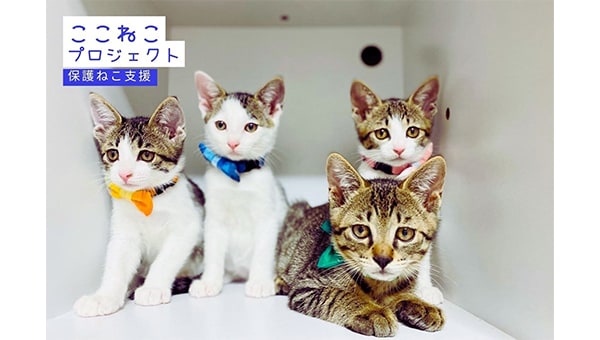 保護ねこ支援・ここねこプロジェクト