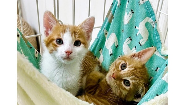 保護ねこ支援・ここねこプロジェクト