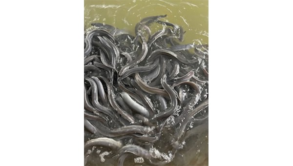 鞍手町宝見養鰻場建設