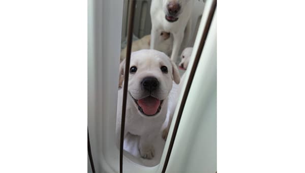 未来の盲導犬と視覚障がい者の笑顔を守るため、車両入替にご協力をお願いします!