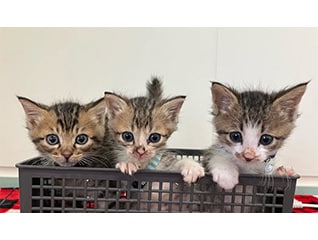 宇都宮市に収容された離乳前の子猫を救いたい!!プ…