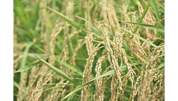 学校給食に特別栽培米を!環境保全型農業をおいしく学ぼう